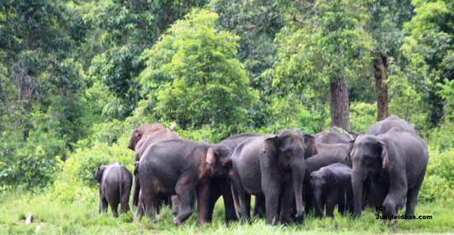Joyful Reunion: Elephants Triumphantly Return to Kaziranga as Floodwaters Recede, Announces Himanta Biswa Sarma