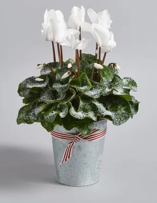 Here are 10 top choices. Christmas Cyclamen Tin