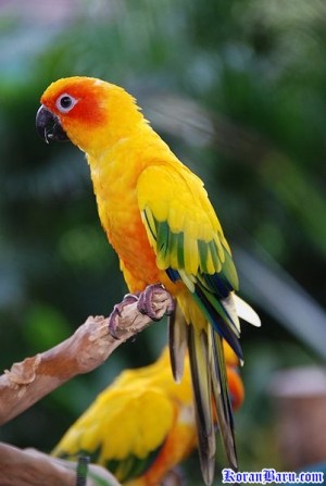 Berikut ini adalah daftar nama burung di indonesia. Maka Kuberi Nama Anak Anak Dengan Nama Nama Burung Kompasiana Com