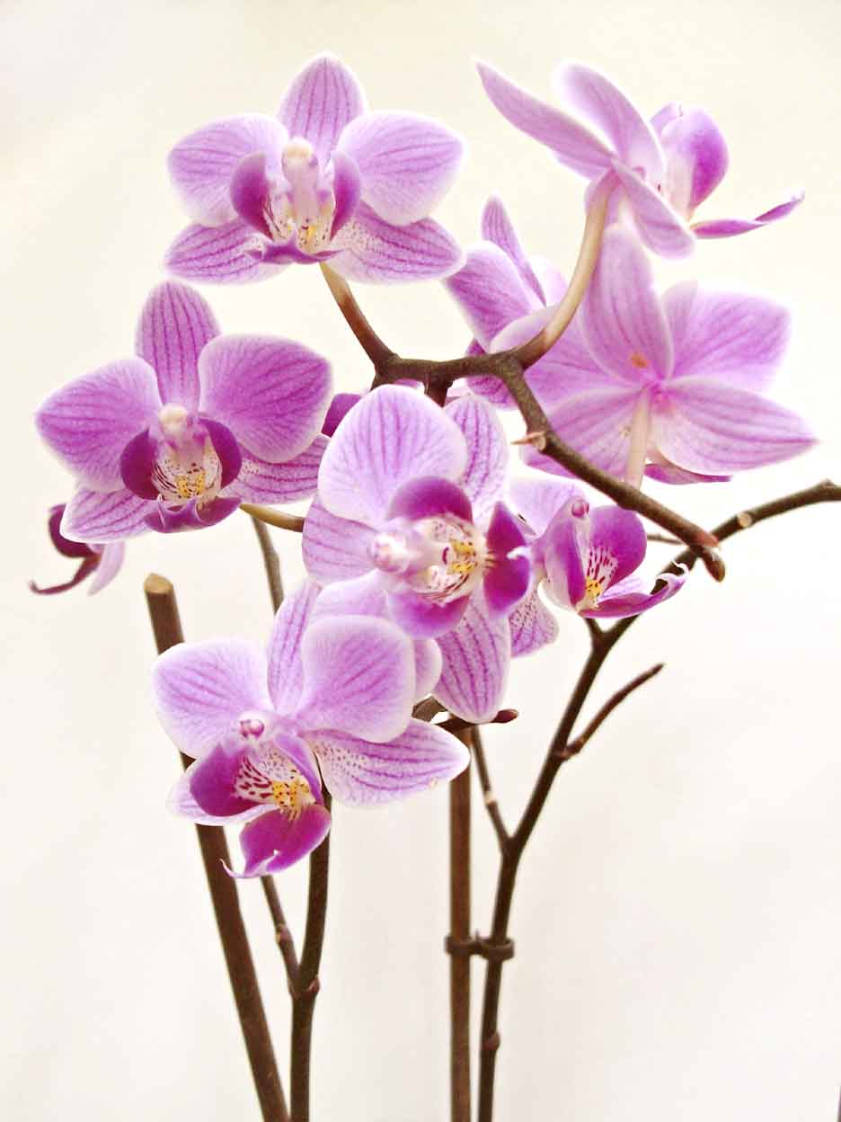 Dapatkan Gambar Black And White Flower PNG Download 600 448 Free Transparent Terkeren oleh Lampunghits.com