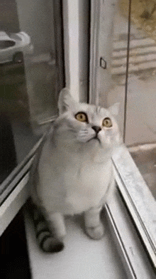 Just like there are dog people in th. Why Does My Cat Stare? A Peek Into Their Marvelous Brains