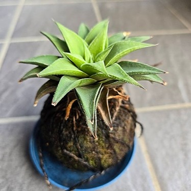 About Tammy Tsai Medium - Professional Nature Image - HD