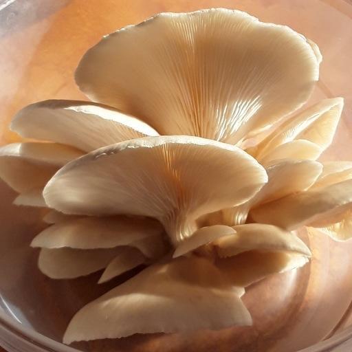 Dylan Baumann On Codepen - Geometric Picture Collection - 8K Quality