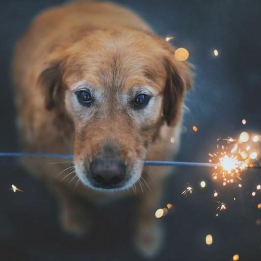 Peterson On Codepen - Best Landscape Pictures in 4K