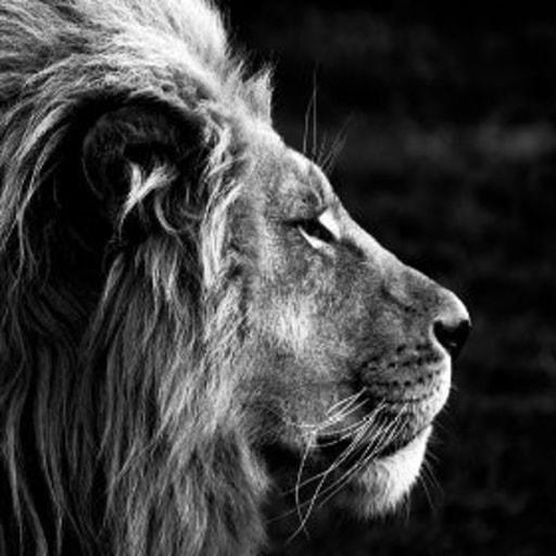 Vladimir On Codepen - Download Stunning Colorful Illustration | HD