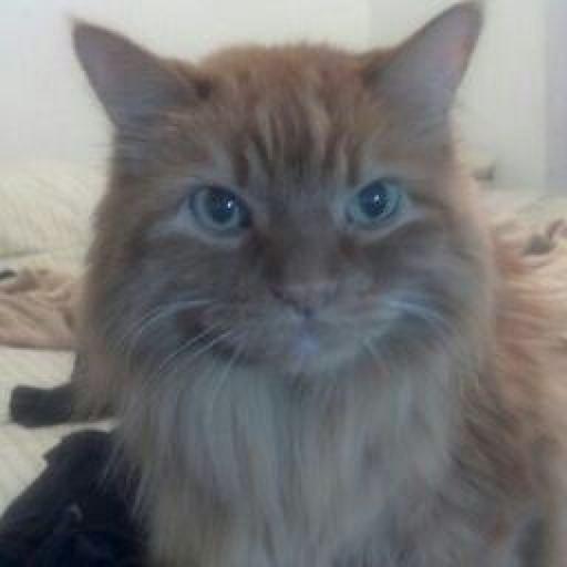 Karl Morrison On Codepen - Premium Vintage Image Gallery - 4K