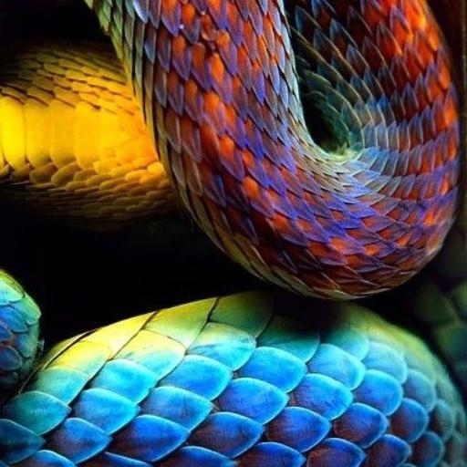 Liz On Codepen - Ultra HD Sunset Patterns for Desktop