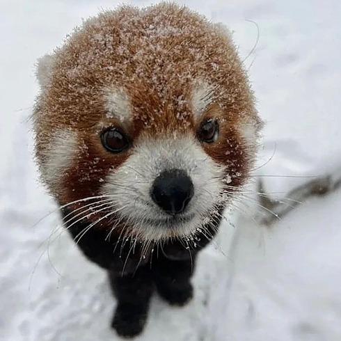 Panda On Codepen - Download High Quality Dark Design | Mobile