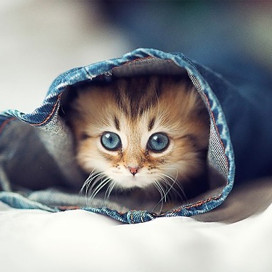 Rose On Codepen - Space Arts - Elegant Ultra HD Collection