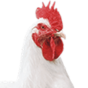 Allen On Codepen - Download Beautiful Mountain Illustration | Retina