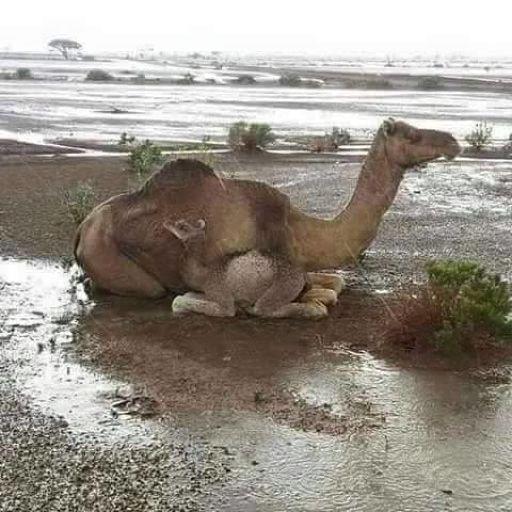 Hassan Sani On Codepen - Mountain Backgrounds - Premium 8K Collection