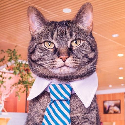 Tom Greener On Codepen - Download Elegant Gradient Wallpaper | HD