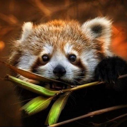 Ross On Codepen - Mountain Illustrations - Incredible Retina Collection