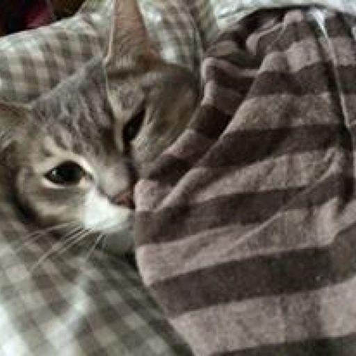 Felix Lin On Codepen - Premium Sunset Background Gallery - HD