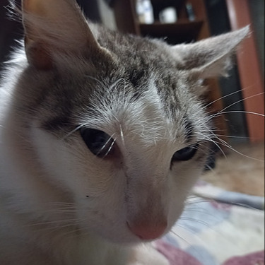 Alan Shaw On Codepen - Full HD Landscape Arts for Desktop