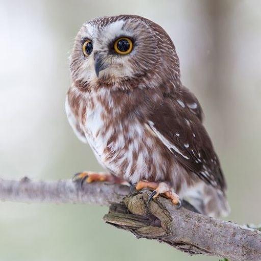 Dmitriy On Codepen - Download Perfect Sunset Illustration | 4K