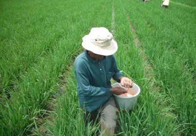 Menggunakan urea, sp36 dan kcl. Pemupukan Tepat Pada Tanaman Padi