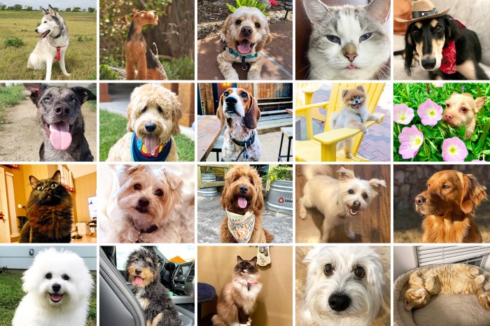 Craigslist Dog Crate