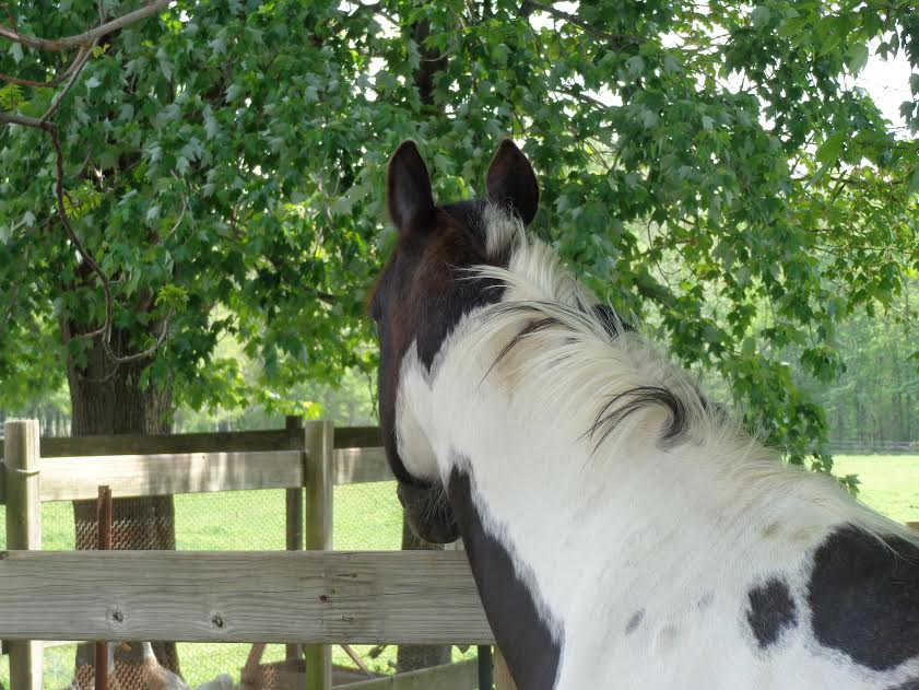 Learn facts about horses evolution, sleeping and eating habits, and other interesting horse and foal facts. Friday Standing Ovation by Ovation Riding: Reins to