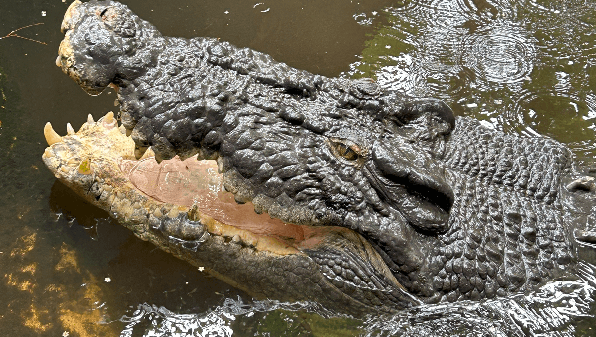 Cassius the Crocodile's Cause of Death Revealed: A Century-Old Mystery Solved (2026)