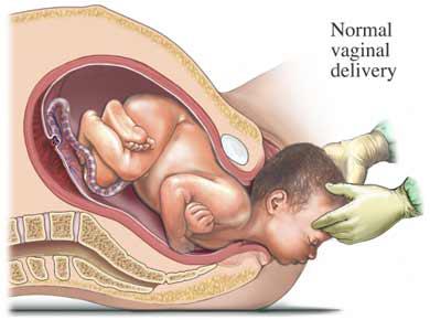 Saat berjumlah 64, blastomer akan berkumpul dan membentuk bola sel yang dinamakan morula. Tahap Perkembangan Bayi Pada Masa Prenatal Kompasiana Com