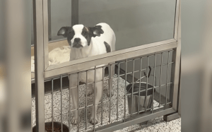 Dog Returned To Shelter 6 Months After Adoption–Her Reaction Is Devastating