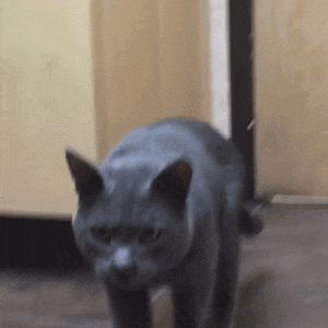 If you would like to have her wake later, you can try to reset her internal clock by moving the feeder’s timer back a few minutes each day until you reach a more ideal feeding time. Man Saves Cat Who Lived in Box Behind Building for 3