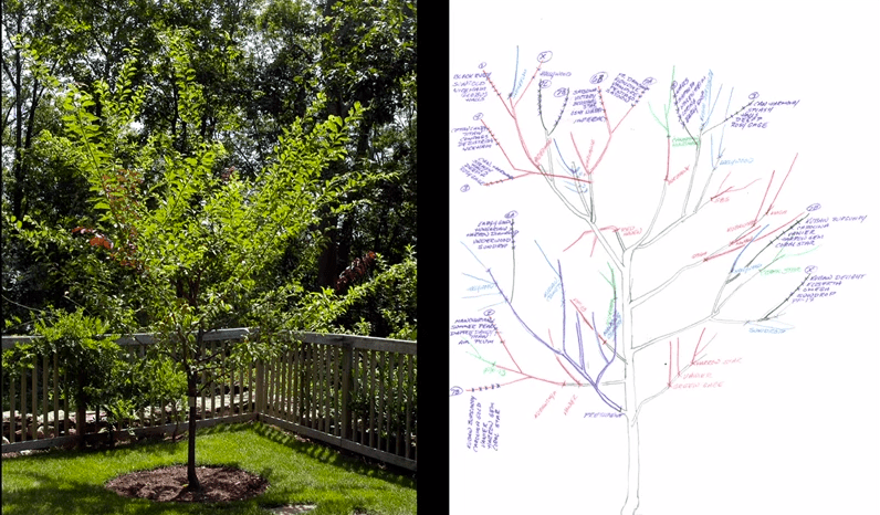 Heard Of The Tree Of 40 Fruit Growing Produce