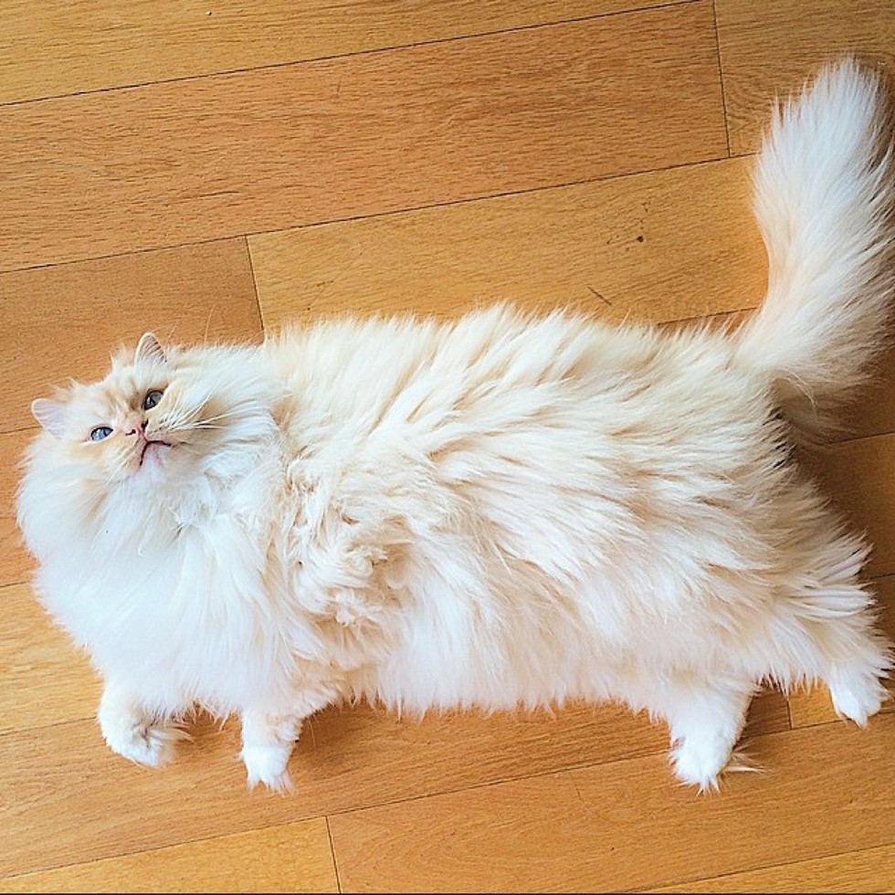 This kitty's glorious fluff may just put you on cloud 9!