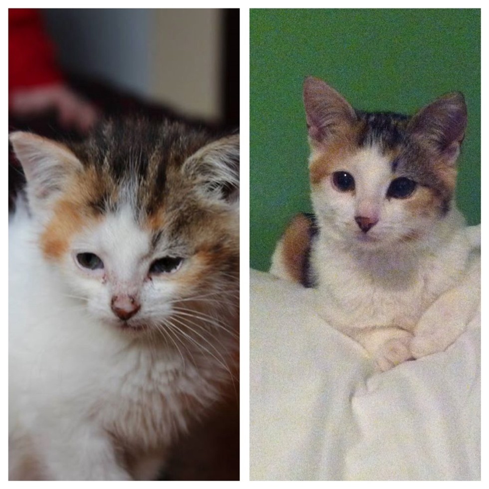 29 Before And After Photos Show What Love Does To Cats Meowingtons