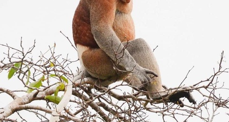 Andrew Kawa Photography Wrens - Minimal Arts - Creative 4K Collection