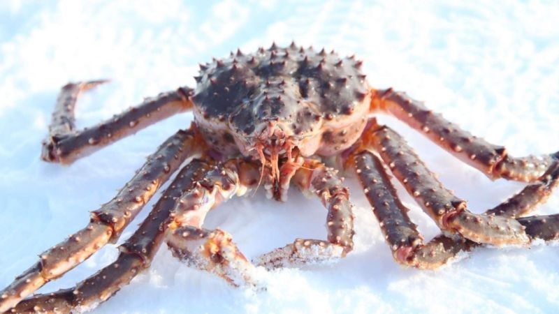 Knut Einar Esp Norway King Crab - Premium Colorful Picture Gallery - 8K