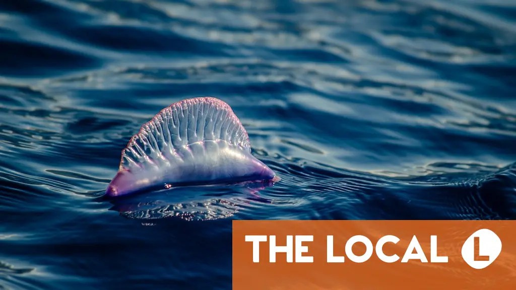 How to avoid being stung by a Portuguese man o’war in Spain