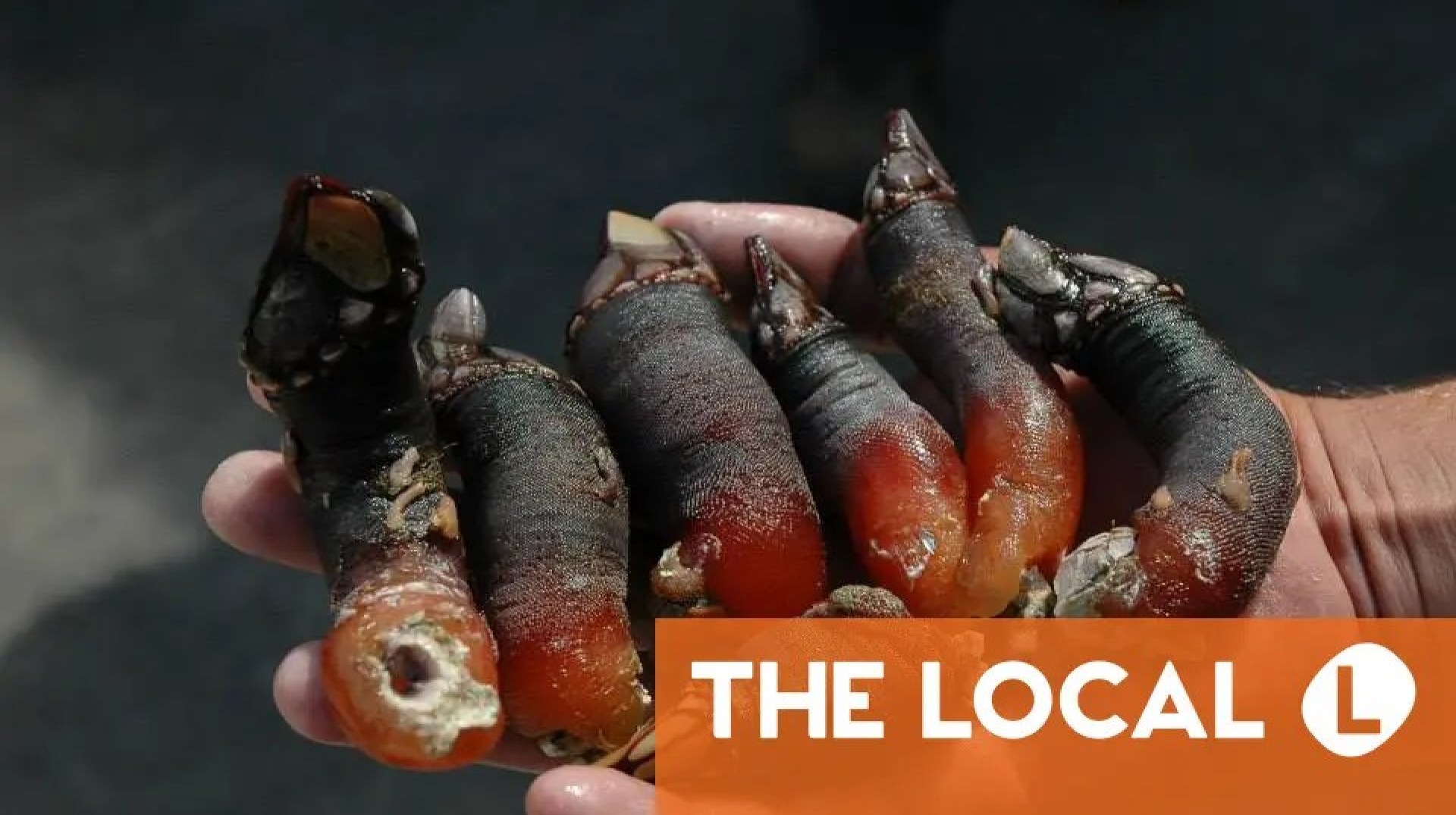 14 Platos Insólitos de España que Te Dejarán Sin Palabras