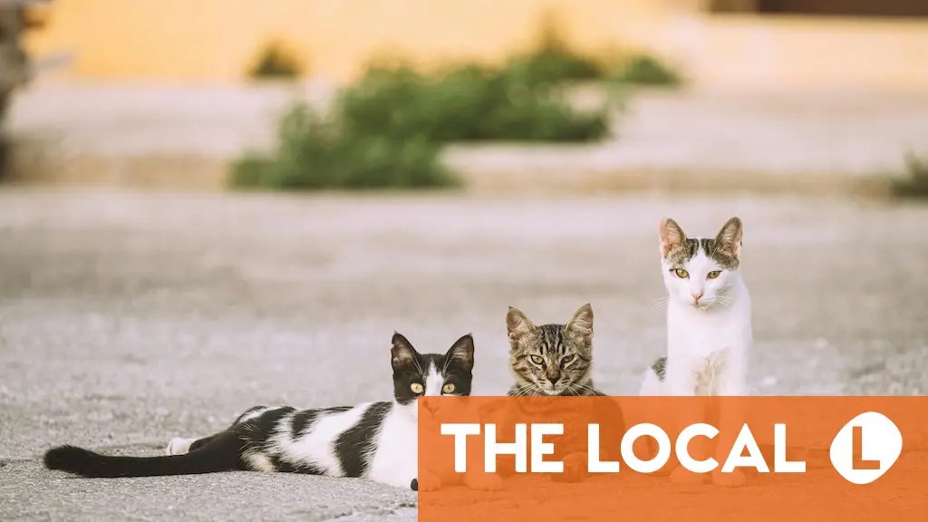 Can you feed stray cats in Spain?