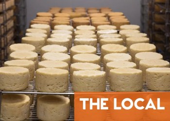 How is climate change impacting Swiss Alpine cheese?