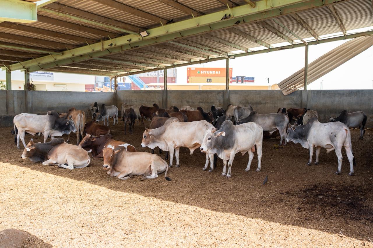 "Climate Change and Environment announces its readiness for the sacrificial season with an integrated plan