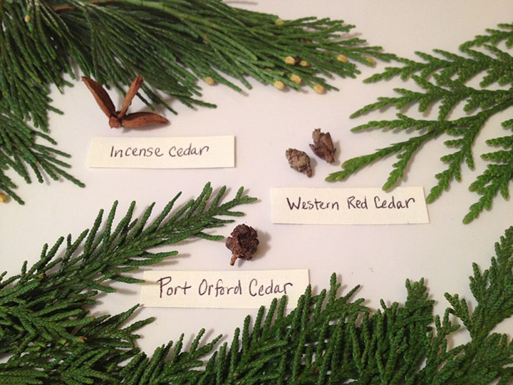 pic Western Red Cedar Leaves grub garden raised bounty