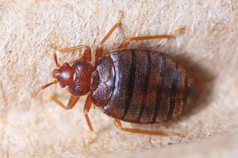 Jun 01, 2022 · how can you safely solve your pest problems? Pest Control Columbus Exterminator Columbus In Termite Treatment Black Diamond Pest Control