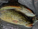 Bass Medics Rejuvenade Livewell Treatment Review Wired2fish