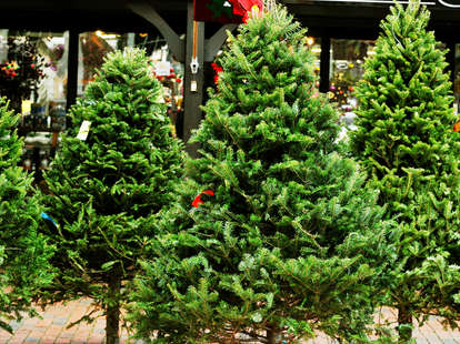 Other Conifer Tree Ideas For The Back Of The Property Tree Identification Trees To Plant Botanical Illustration