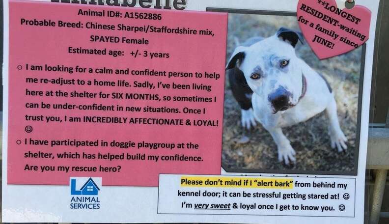 if everyone read this the shelters would be empty - the dodo on craigslist augusta georgia pets