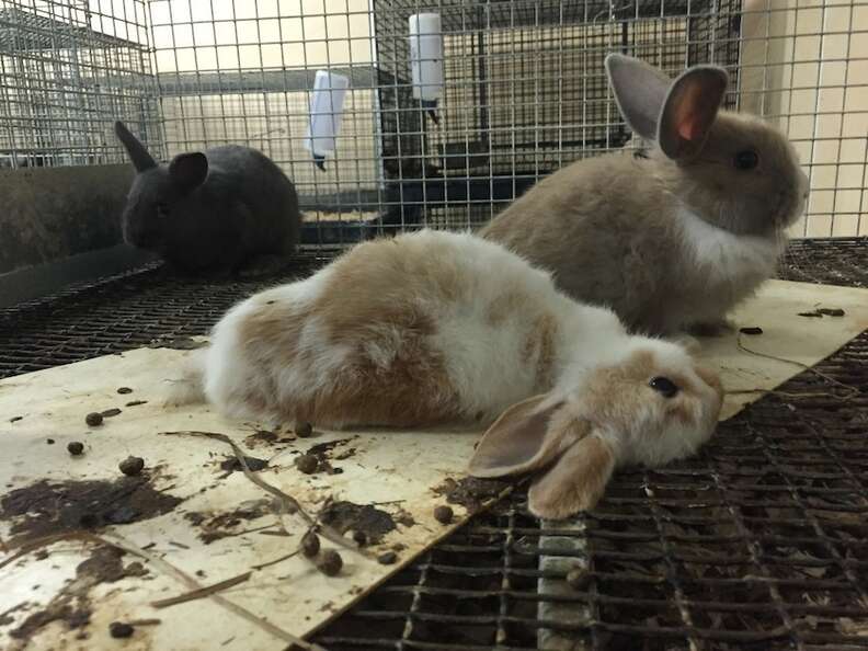 Double door in pasig city,philippines. This Is Where Petco And Petsmart Get Their Animals The Dodo