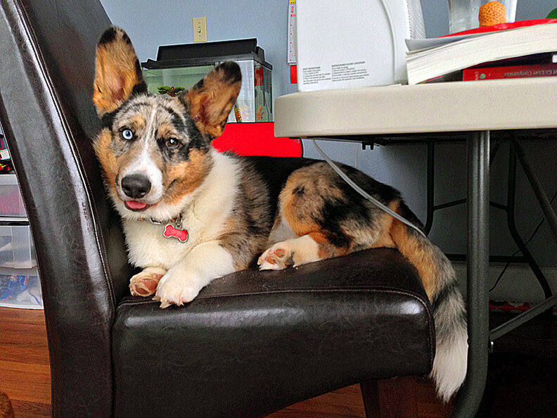 Cats and dogs have been around for many centuries. 26 Striking Photos Of Dogs And Cats With Different Colored Eyes The Dodo