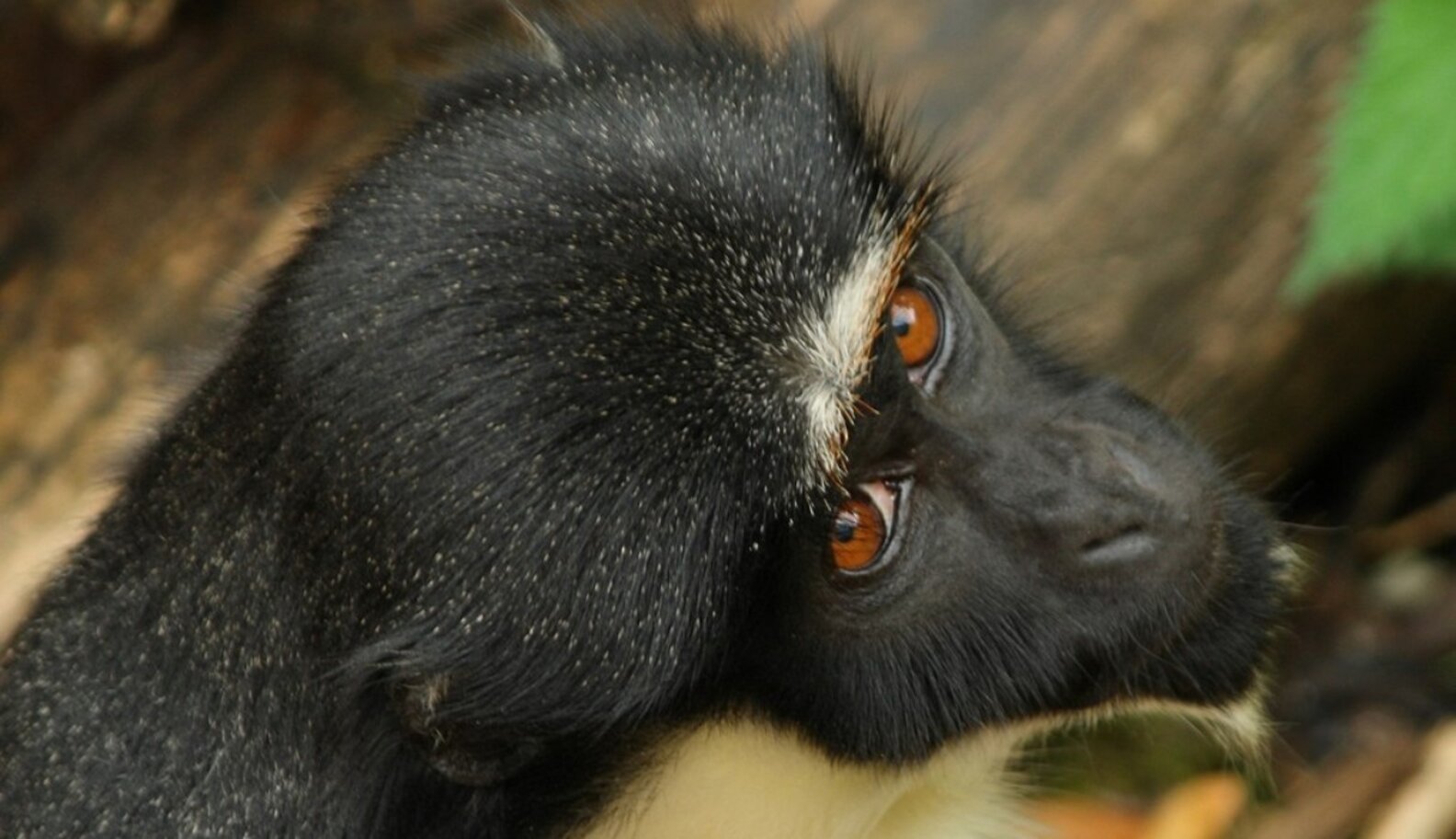 African bushmeat market exposed: 9,000 primates killed each year