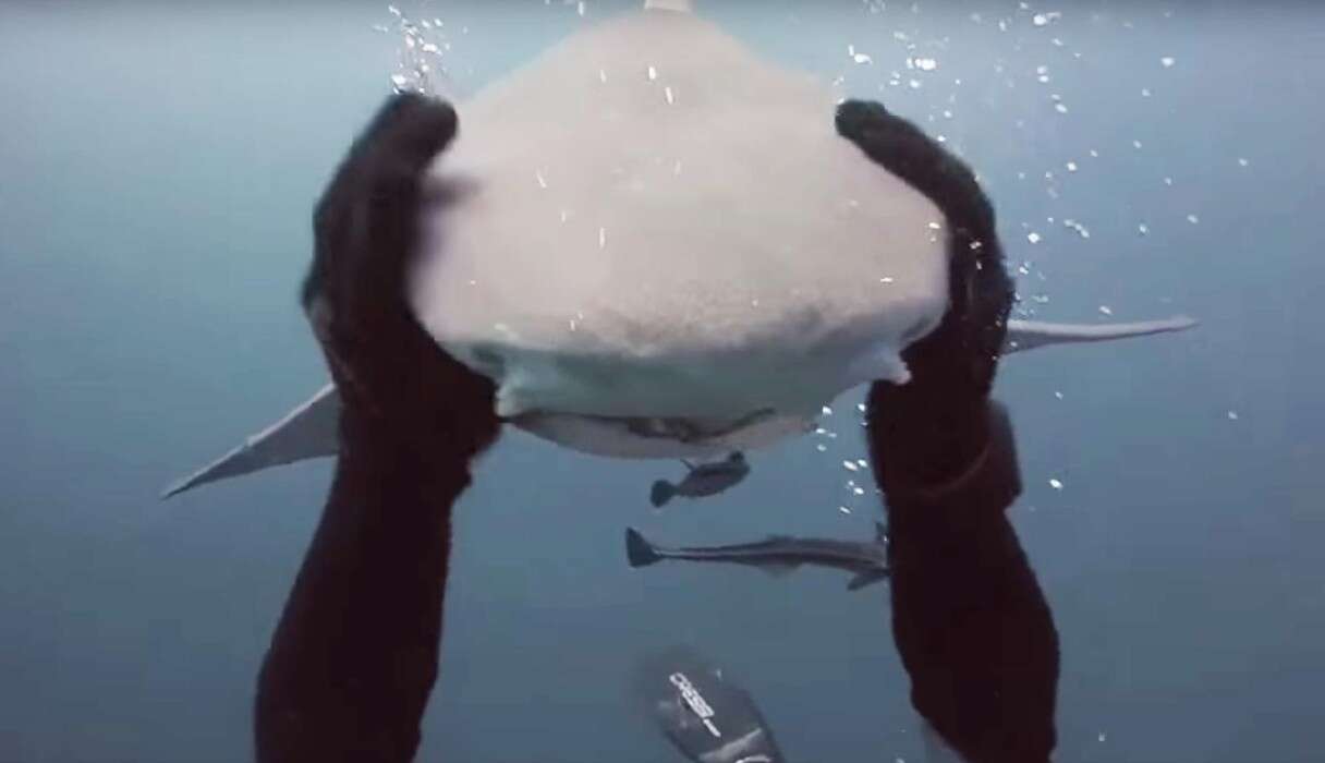 Are Sharks Like Dogs Quality=70