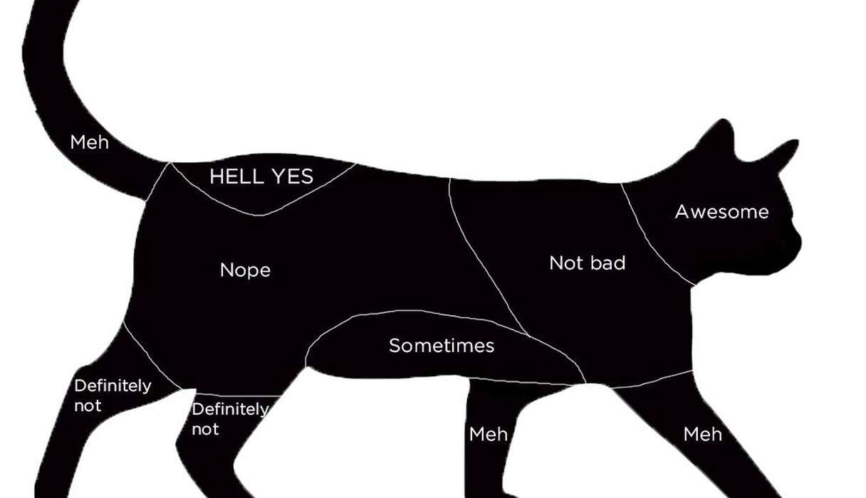 this is where your cat wants to be pet end of story - the dodo on why do cats like to be pet at the base of their tail