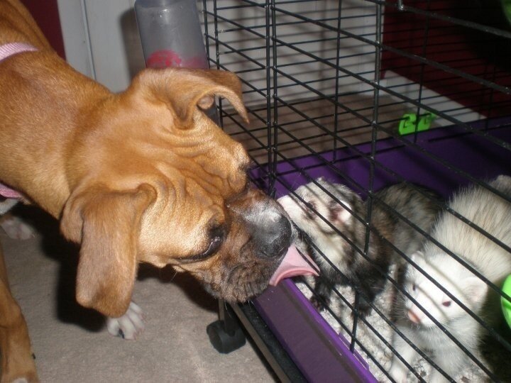 I finally got susan garrett's crate games dvd, and i'm working through it. 21 Dogs Who Are Best Friends With The Ferret The Dodo