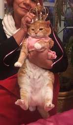 Cat Gets Quinceanera For Her 15th Birthday The Dodo