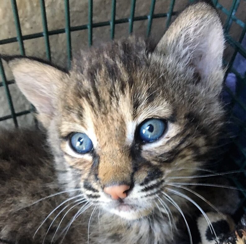 texas family takes bobcat kittens from wild to be their pets - the dodo on bobcat pet for sale philippines